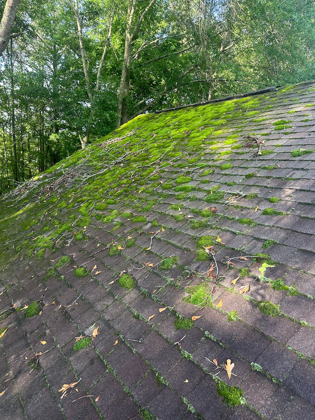 Roof Cleaning Prevents Homeowners Insurance Cancellation in Bremen, Georgia!